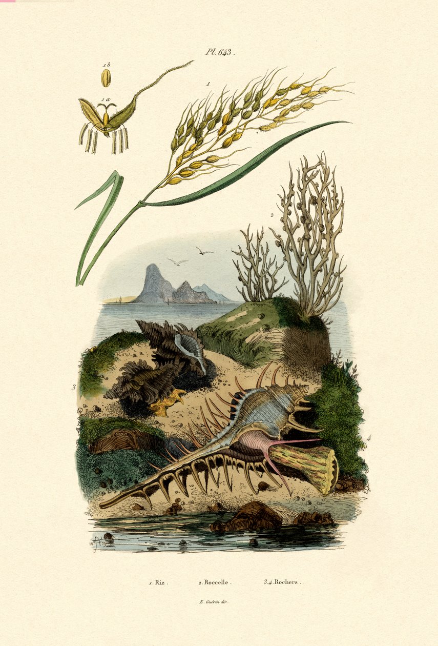 Riz, 1833-39 - French School