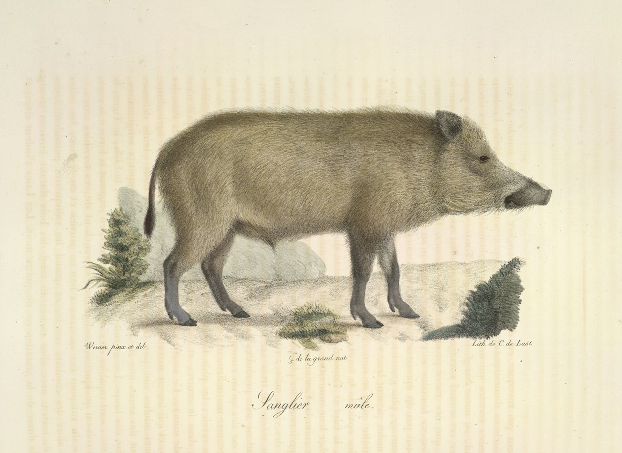 Sanglier, mâle, de Histoire Naturelle des Mammifères - French School