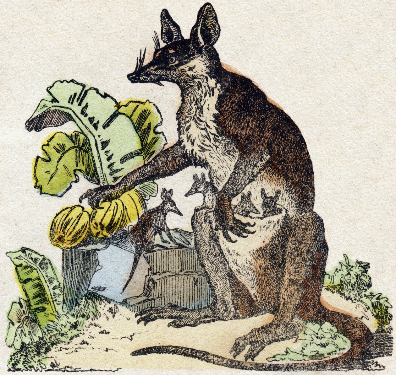 Sarigue (opossum). Gravure dans "Alphabet des animaux sauvages". 9e Série. Imagerie d