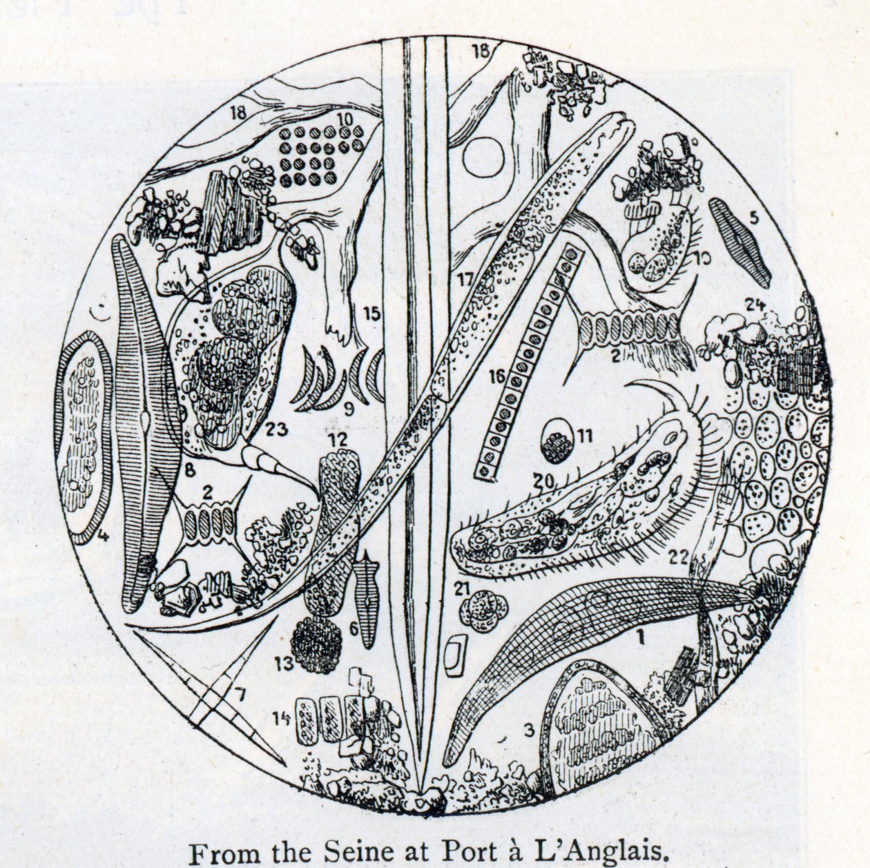 Sédiment de l