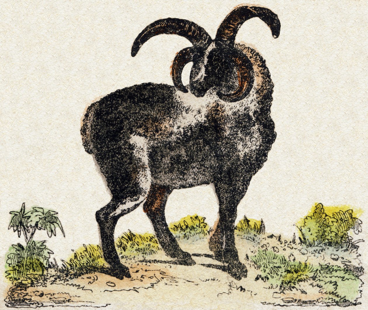 Mouton. Gravure dans "Alphabet des animaux sauvages". 9e Série. Imagerie d