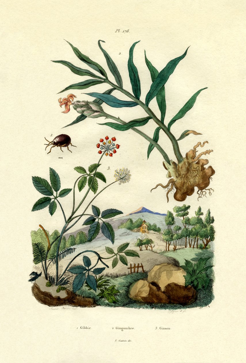 Scarabée brillant, 1833-39 - French School