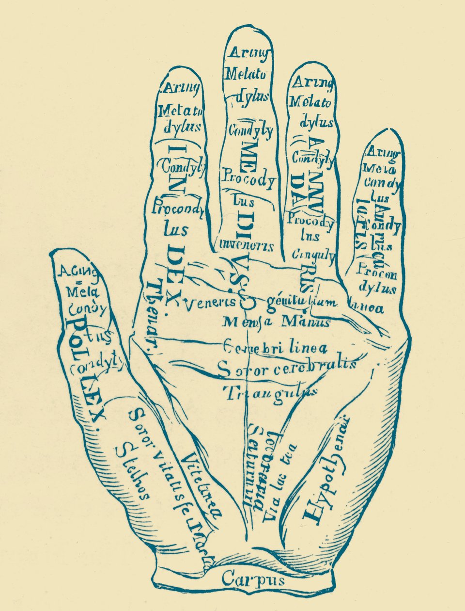 Spécimen de la main gauche - French School