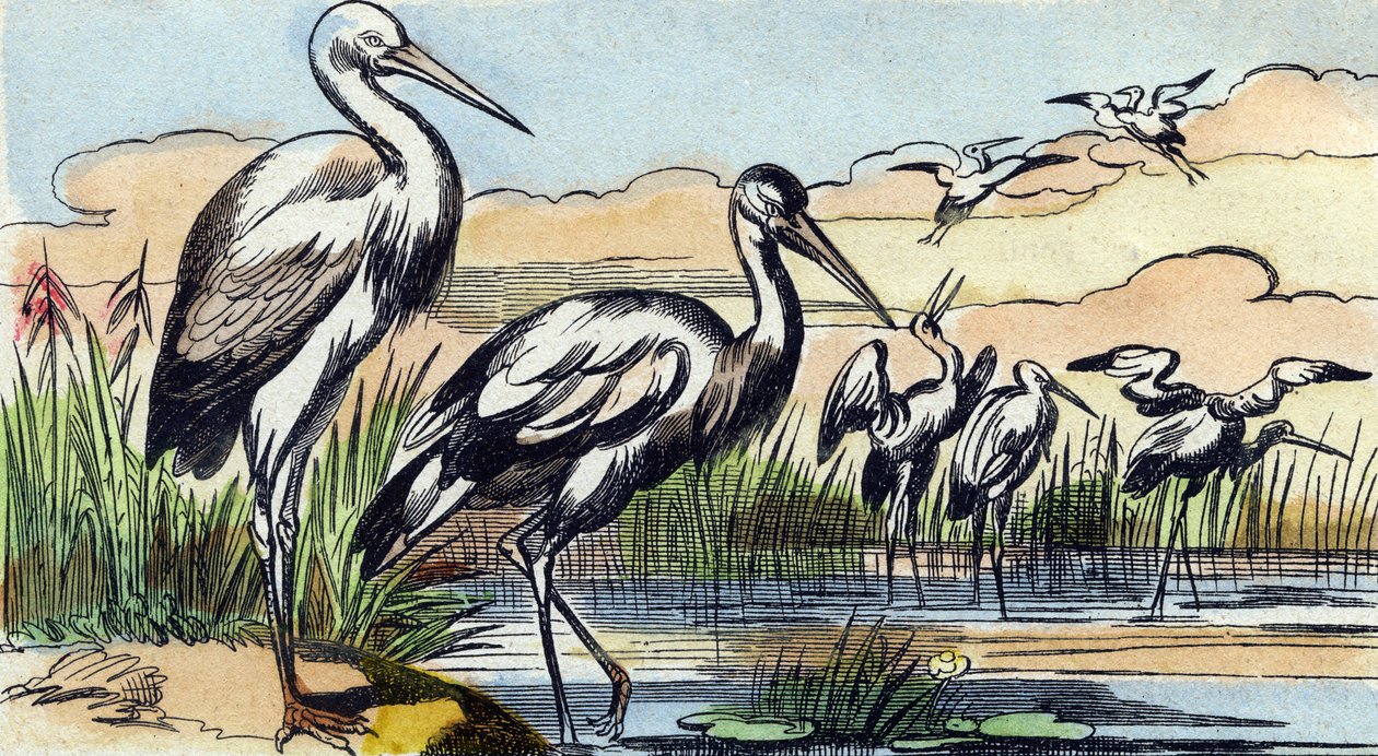 Cigogne. Gravure dans "Buffon Alphabet des Oiseaux n° 1". 3e Série n° 1. Imagerie d