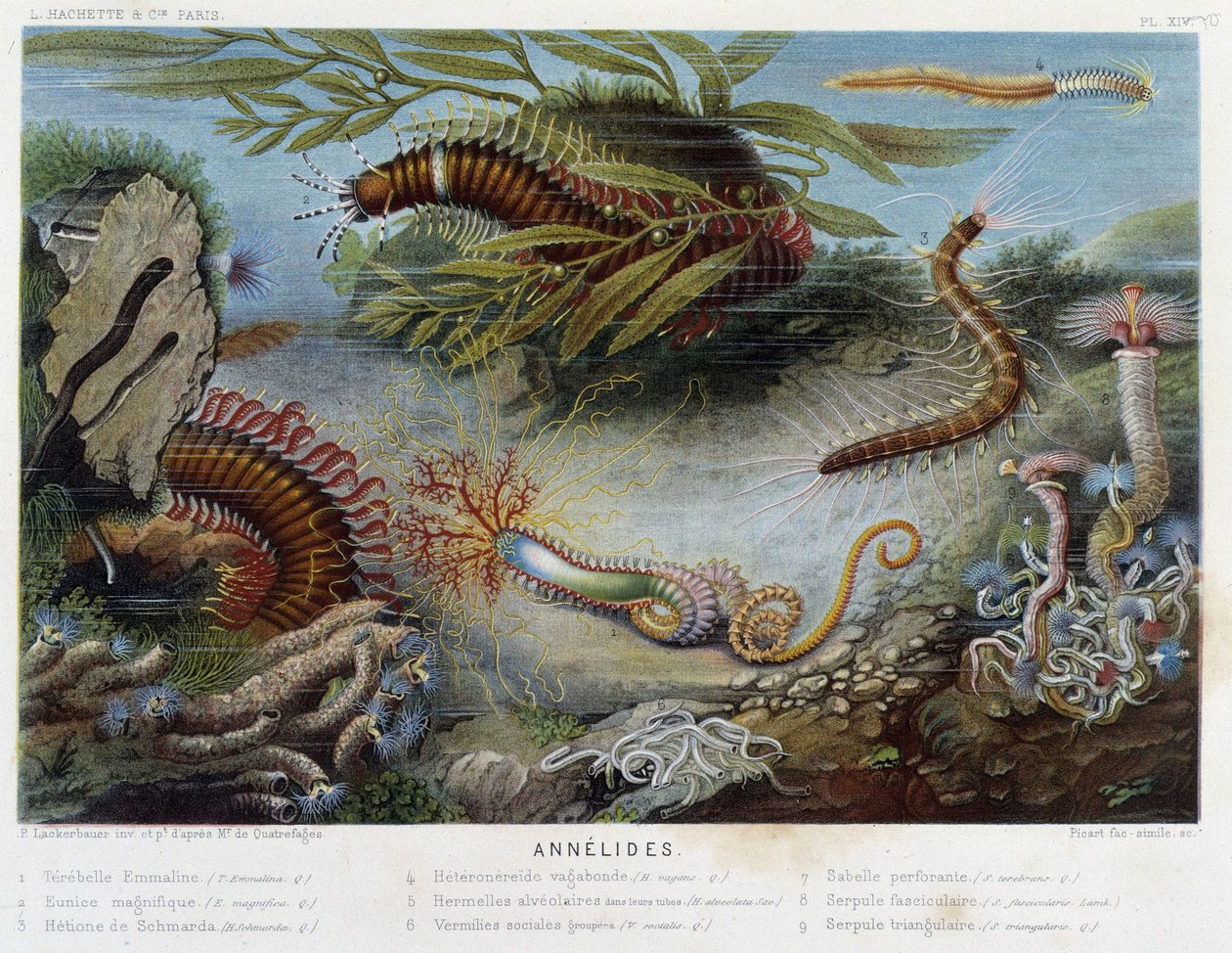 Sunapte de Duvernoy - dans « Le Monde de la Mer » par Alfred Fredol, éd. Paris, Hachette - French School