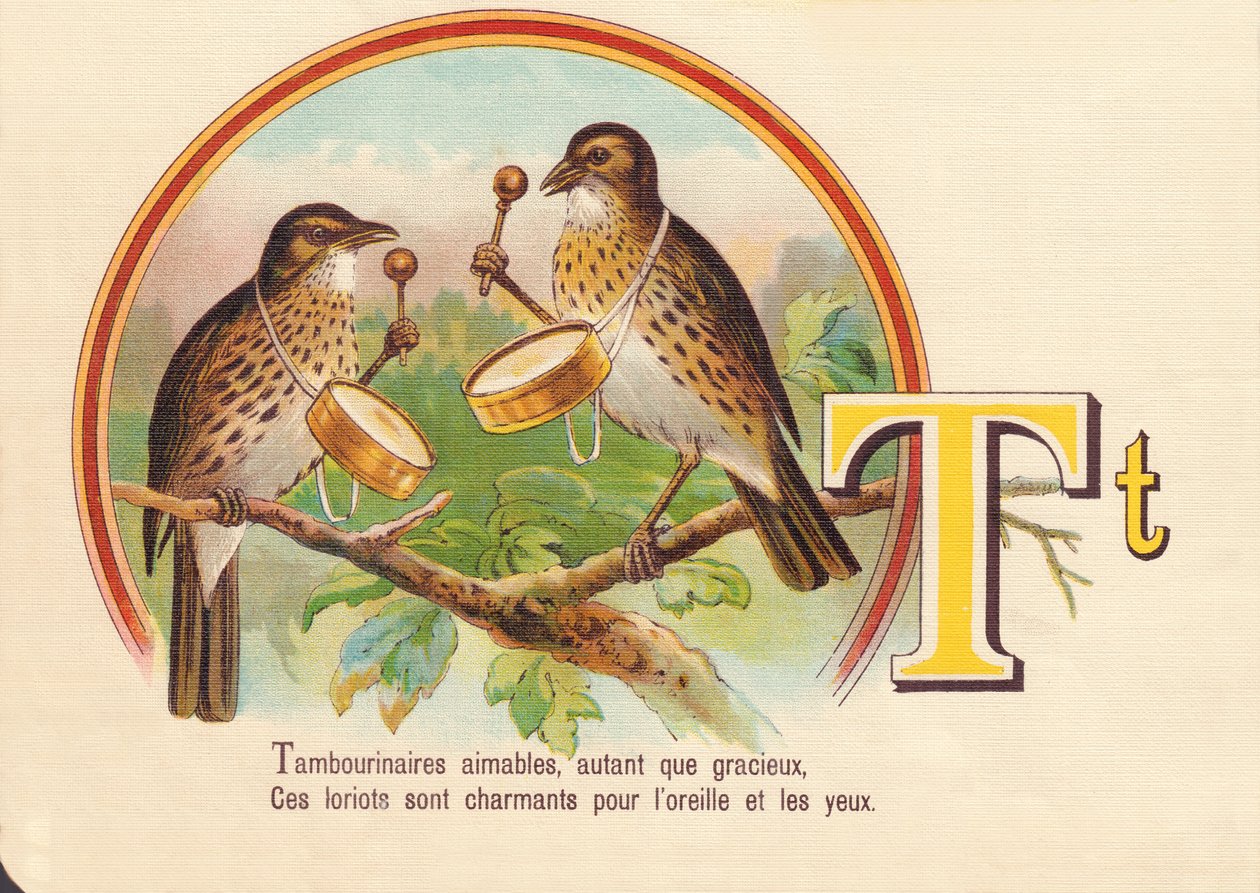 T : Tambourinaires gentils, autant que gracieux, ces loriots sont charmants pour l