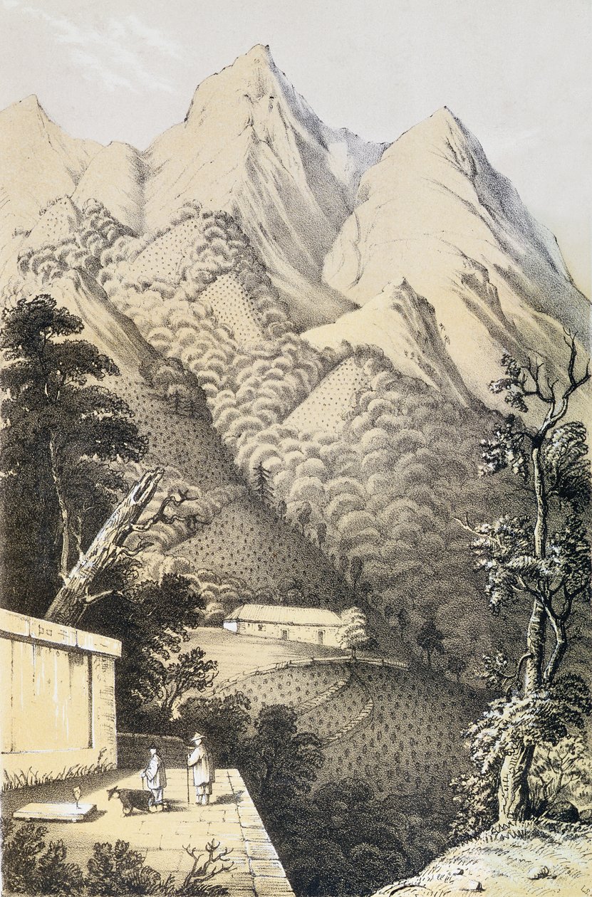 Plantations de thé dans le district de thé vert de Chine, tiré de Un voyage dans les pays du thé de Chine, publié pour la première fois en 1852, par Robert Fortune (1812-1880) - French School