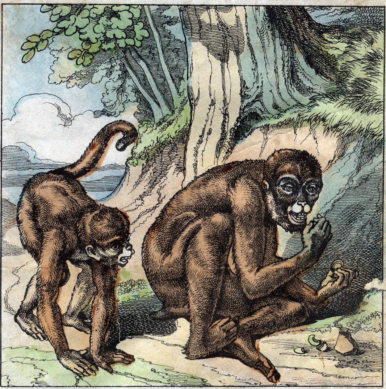 Le singe et la noix. Fable de Jean-Pierre Claris de Florian (1755-1794) romancier, poète et fabuliste français. Illustration de la fin du XIXe siècle. - French School