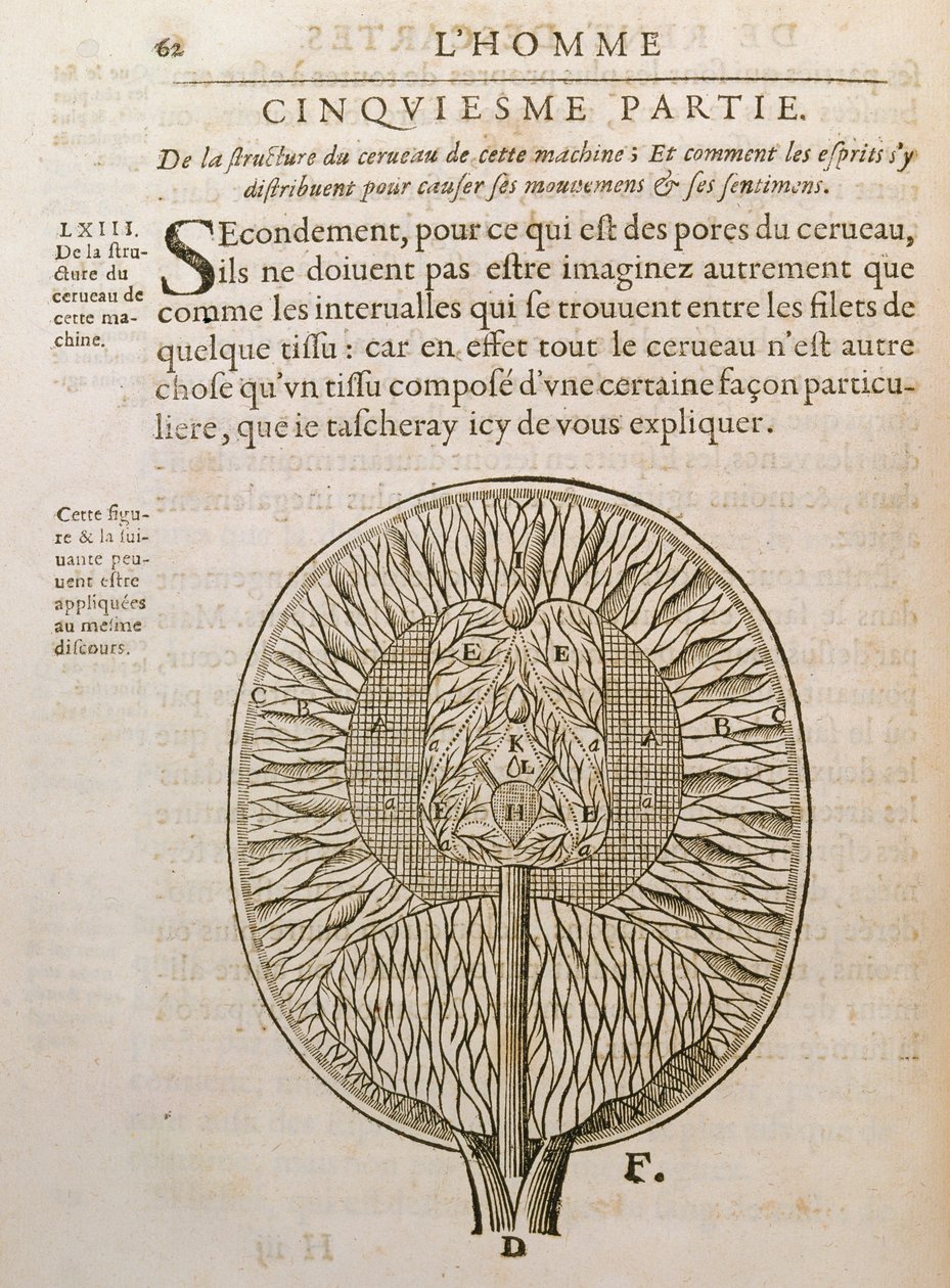 La Structure du cerveau, de De Homine Figuris par René Descartes publié à La Haye, 1662 - French School