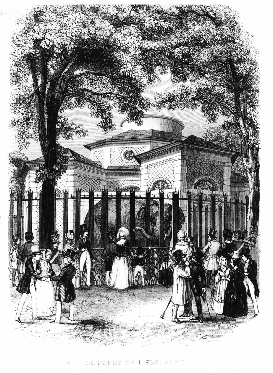La rotonde des éléphants du jardin des plantes à Paris - gravure - French School