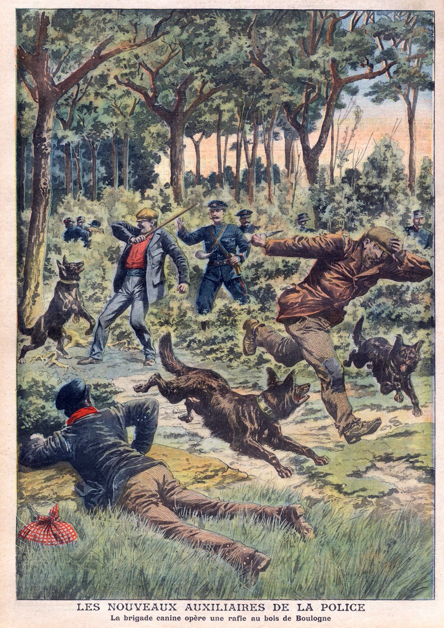 Les nouveaux auxiliaires de la police : la brigade canine effectue une rafle au Bois de Boulogne, illustration du "Le Petit Journal" du 28 juillet - French School