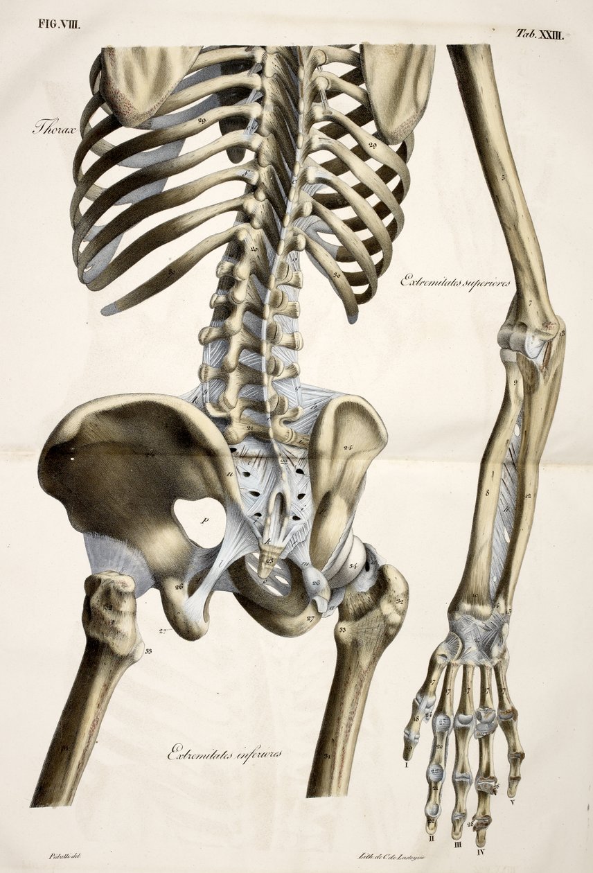 Thorax, tiré de Planches anatomiques du corps humain exécutées d