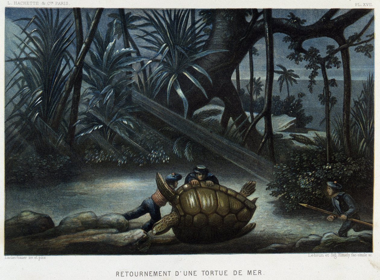 Carapace d