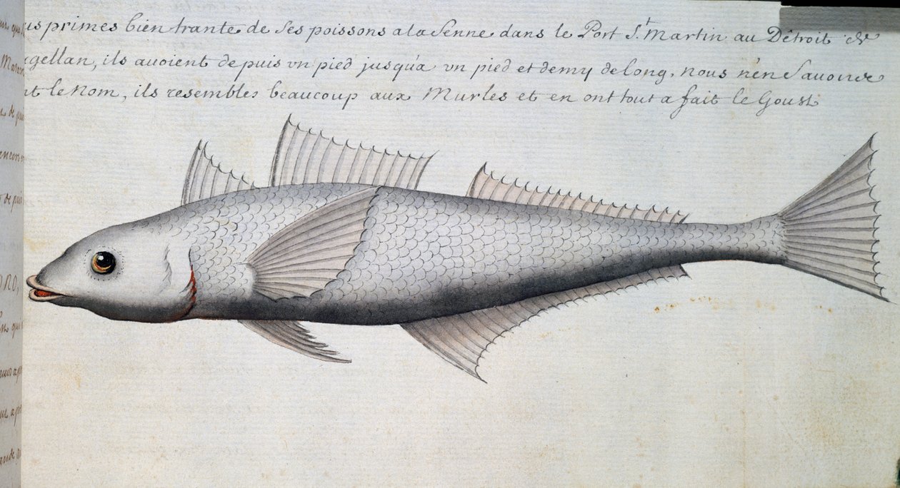 Poisson inconnu, détroit de Magellan, aquarelle du journal de bord de Jacques Gouin de Beauchesne (1652-1730), capitaine de la Compagnie royale de la Mer du Sud, de 1698 à 1701, France - French School