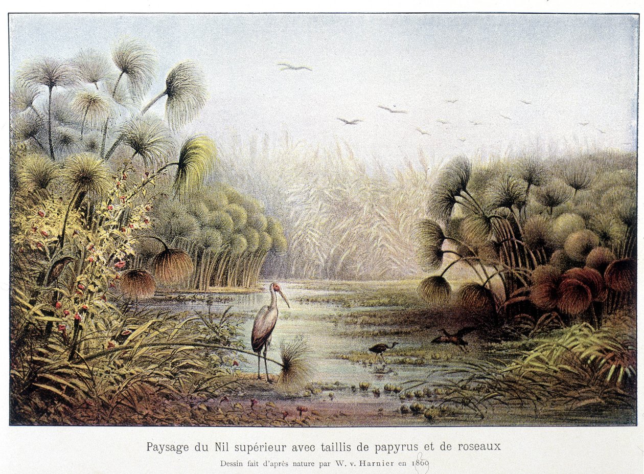 Passage du Nil supérieur avec des papyrus et des taillis de roseaux - French School