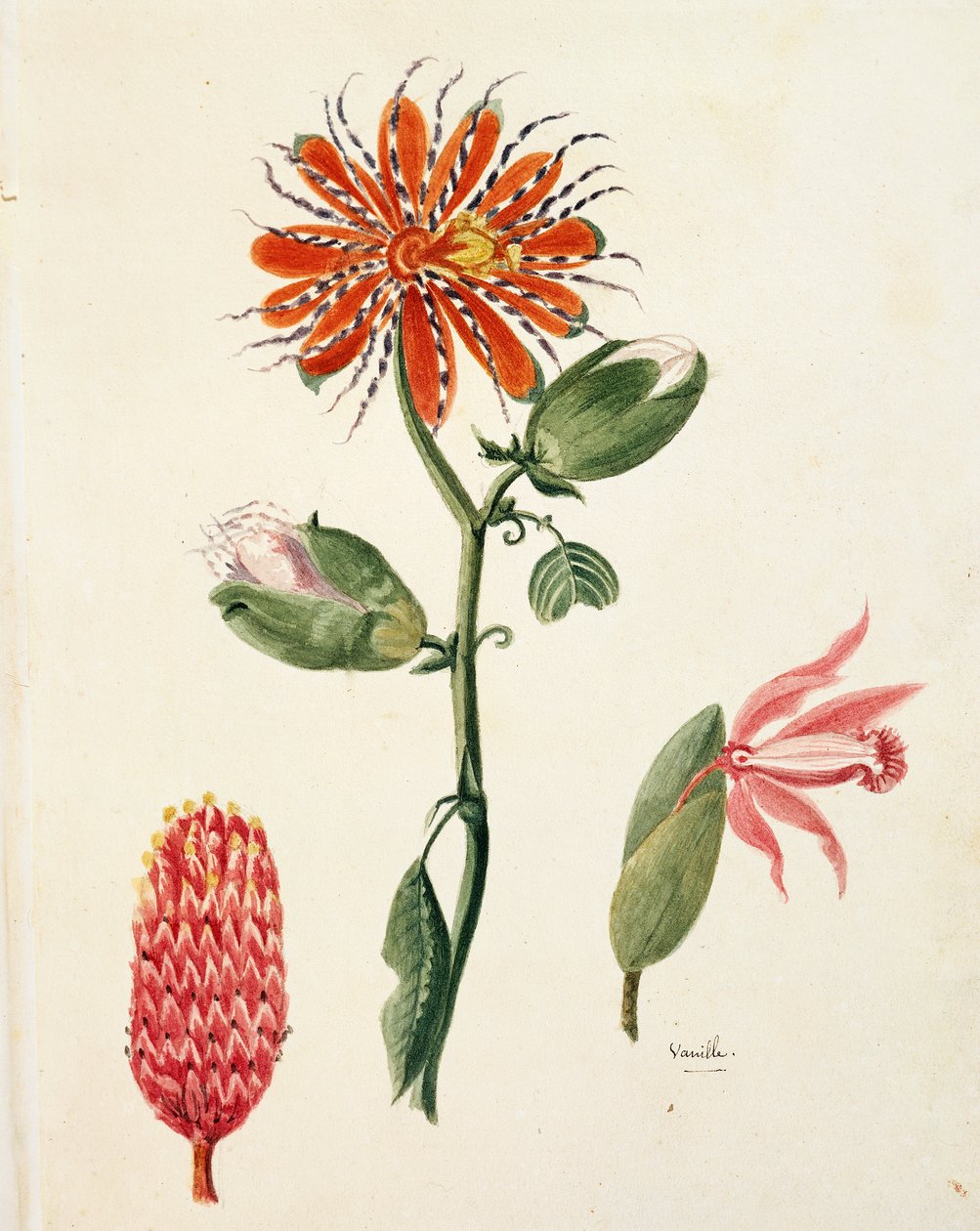 Orchidée vanille (Vanilla planifolia) - French School