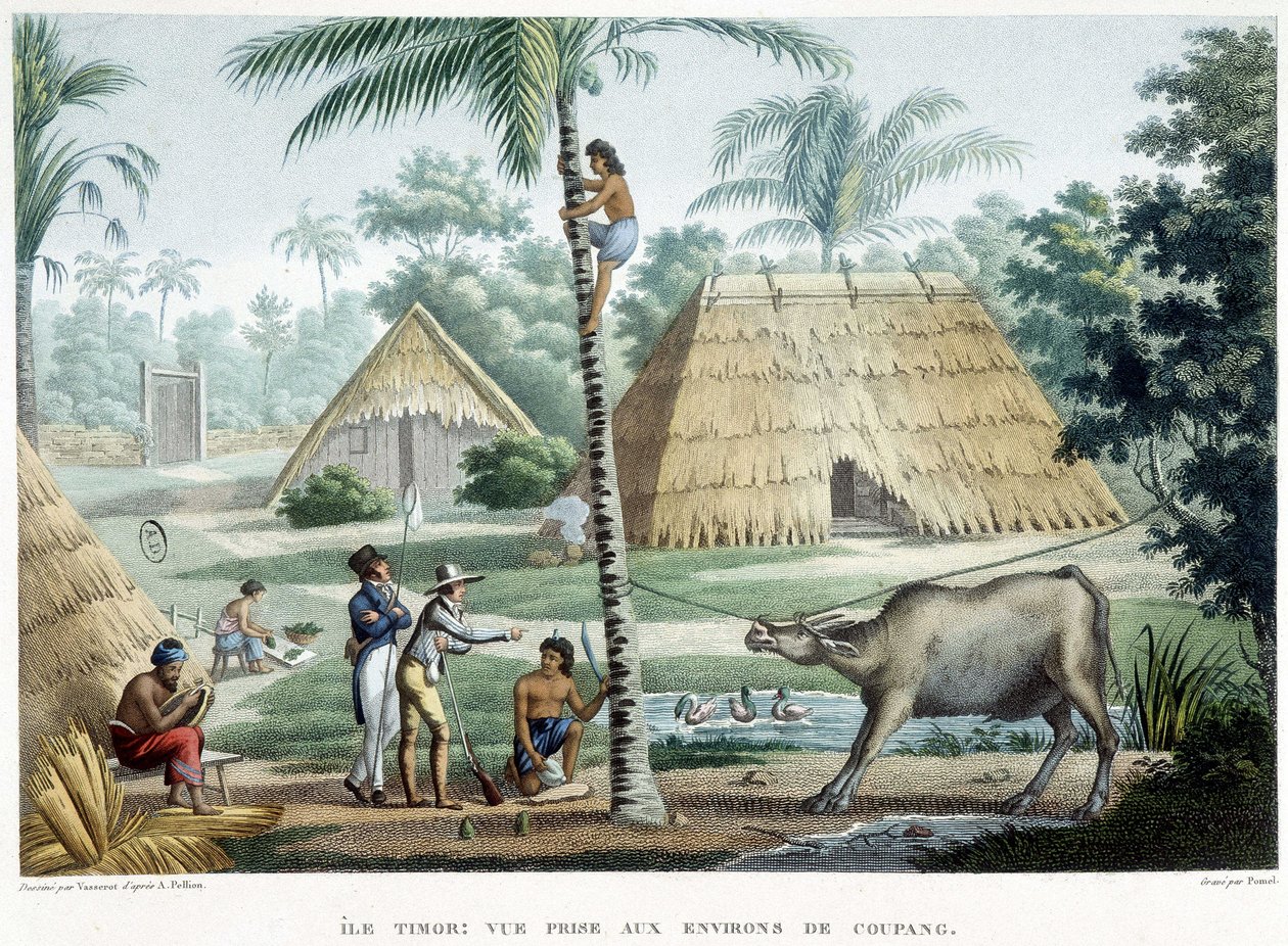 Vue prise dans les environs de Coupang, île de Timor - French School