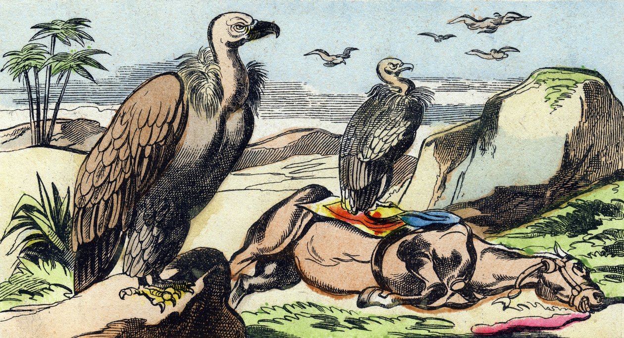 Vautours. Gravure dans "Buffon Alphabet des Oiseaux n 1". 3e Série N 1. Imagerie d