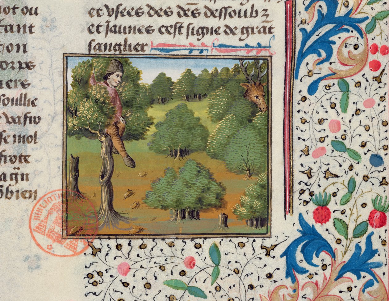 Attente des cerfs cachés dans un arbre, du Livre de la Chasse par Gaston Phébus - French School