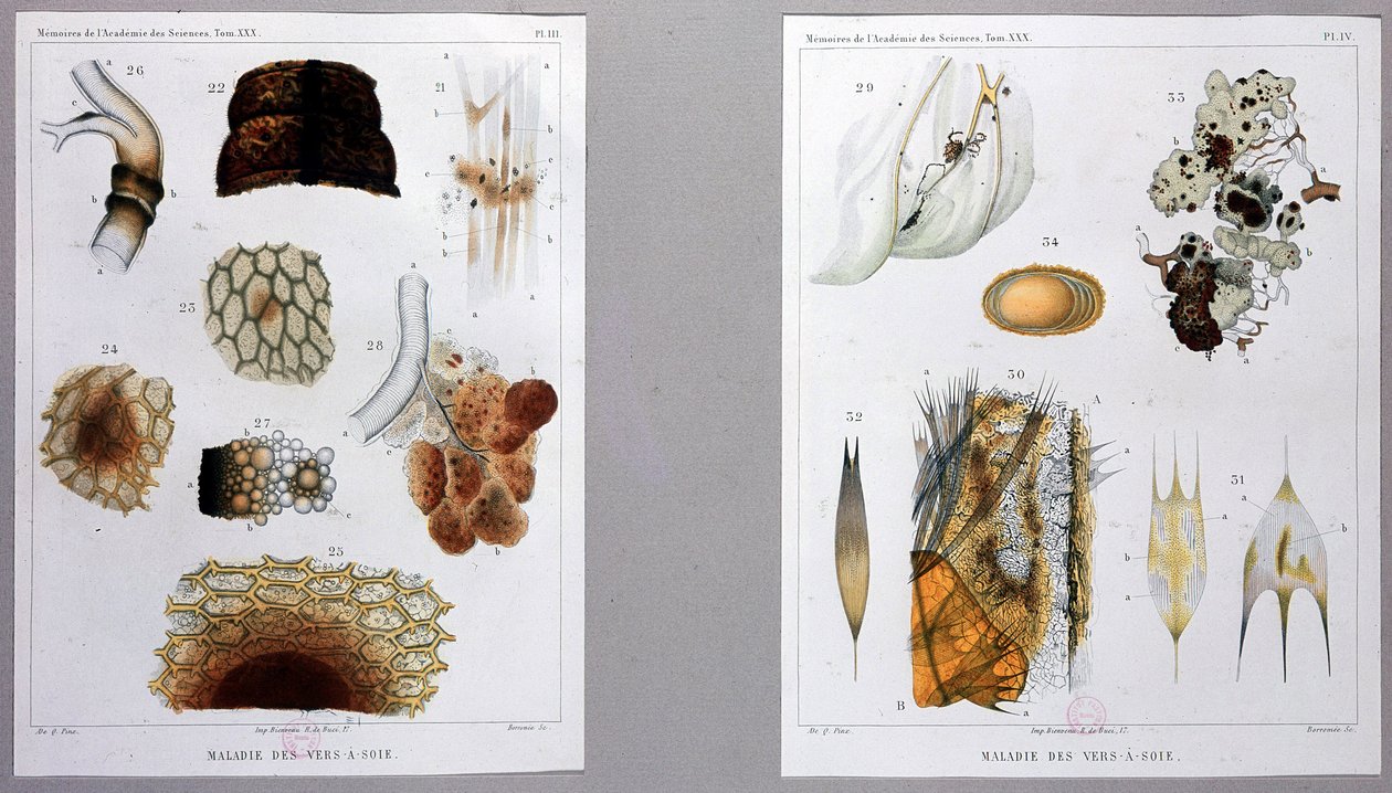 Travail sur la maladie du ver à soie présenté par Pasteur à l