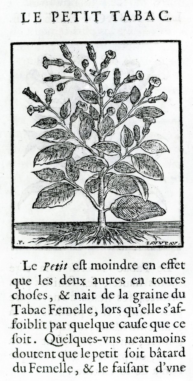 Le Petit Tabac, illustration de Discours du Tabac par Jean Le Royer de Prade, 1671 - French School