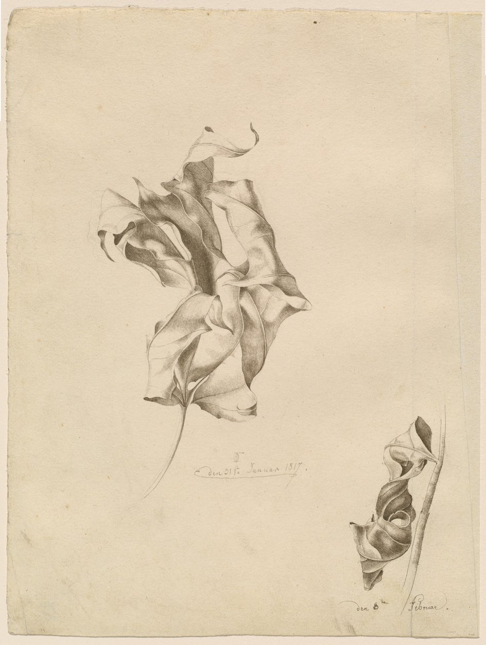 Feuilles flétries - Friedrich Olivier
