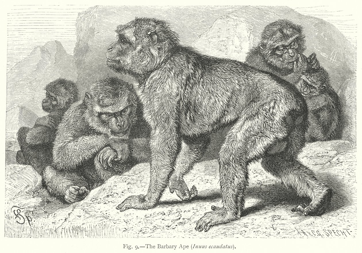 Le singe de Barbarie (Inuus Ecaudatus) (gravure) - Friedrich Specht