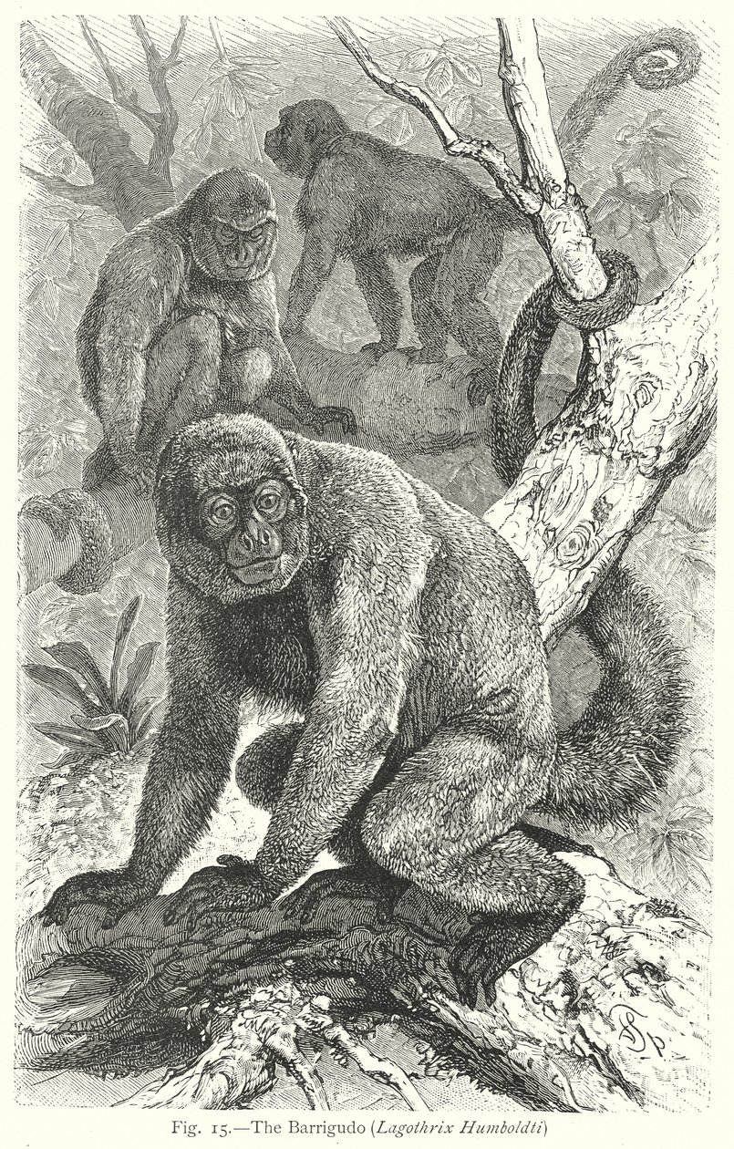 Le Barrigudo (Lagothrix Humboldti) (gravure) - Friedrich Specht