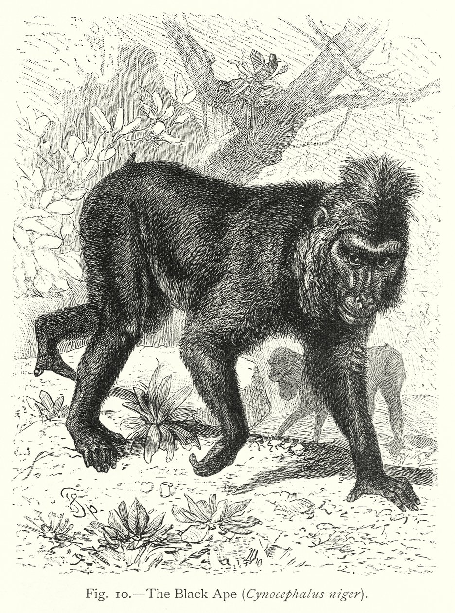 Le singe noir (Cynocephalus Niger) (gravure) - Friedrich Specht
