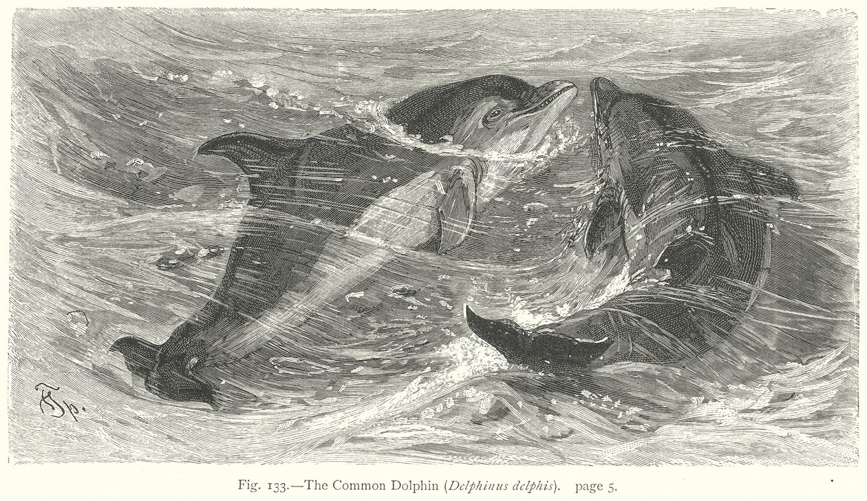 Le dauphin commun (Delphinus Delphis) (gravure) - Friedrich Specht