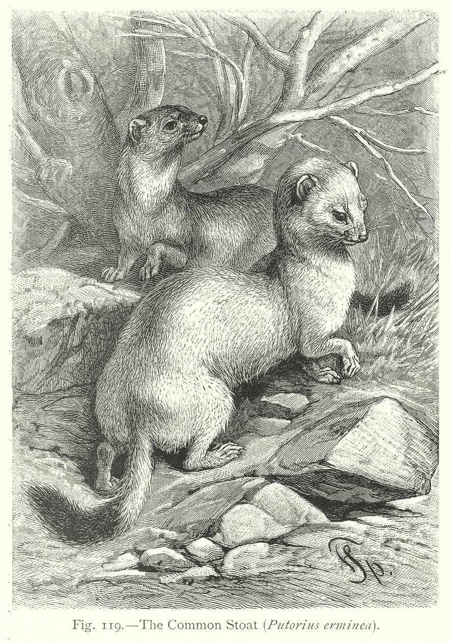 Le Putois (Putorius Erminea) (gravure) - Friedrich Specht