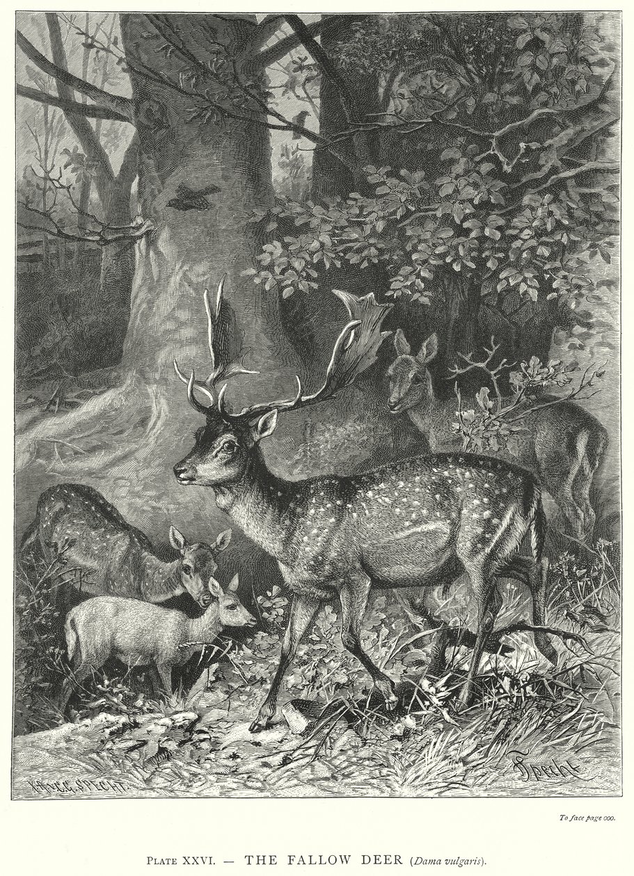 Le daim (Dama Vulgaris) (gravure) - Friedrich Specht