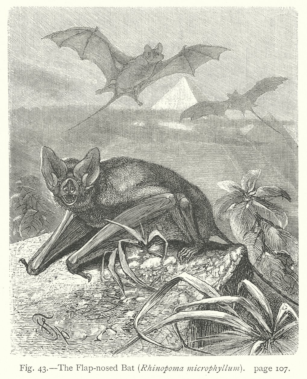 La chauve-souris à nez plat (Rhinopoma Microphyllum) (gravure) - Friedrich Specht