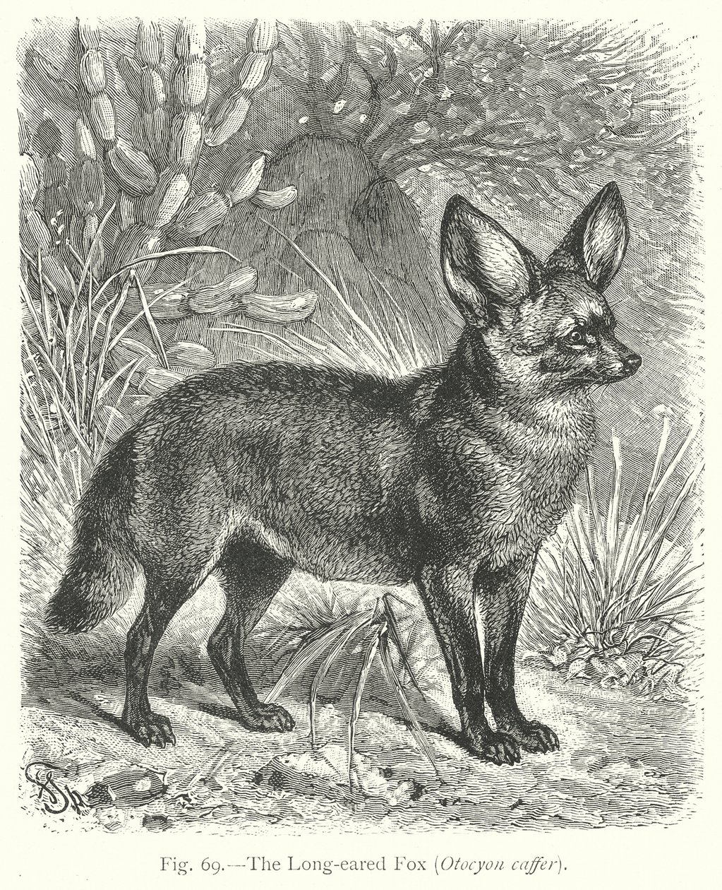 Le renard à longues oreilles (Otocyon Caffer) (gravure) - Friedrich Specht