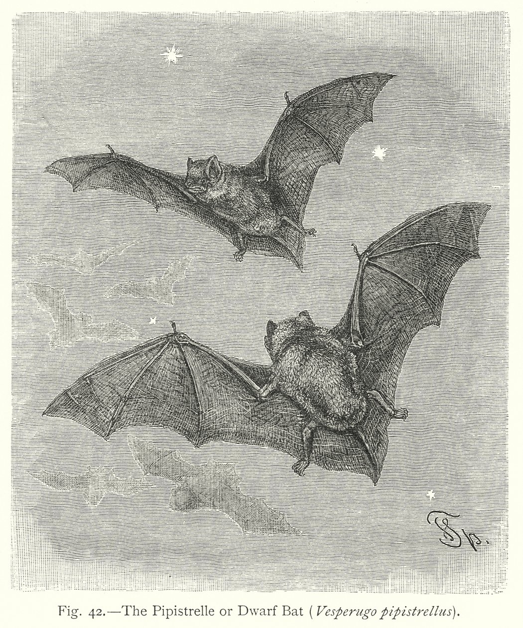 La pipistrelle ou chauve-souris naine (Vesperugo Pipistrellus) (gravure) - Friedrich Specht