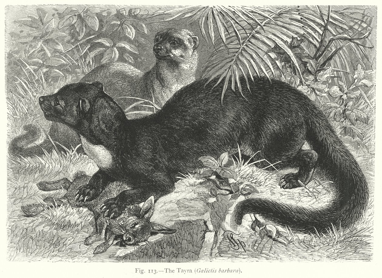 La Tayra (Galictis Barbara) (gravure) - Friedrich Specht