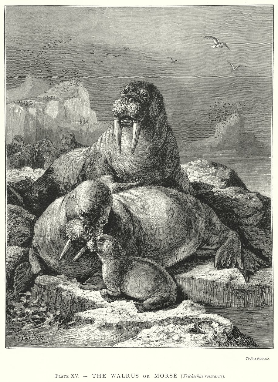 The Walrus or Morse (Trichechus Rosmarus) (gravure) - Friedrich Specht