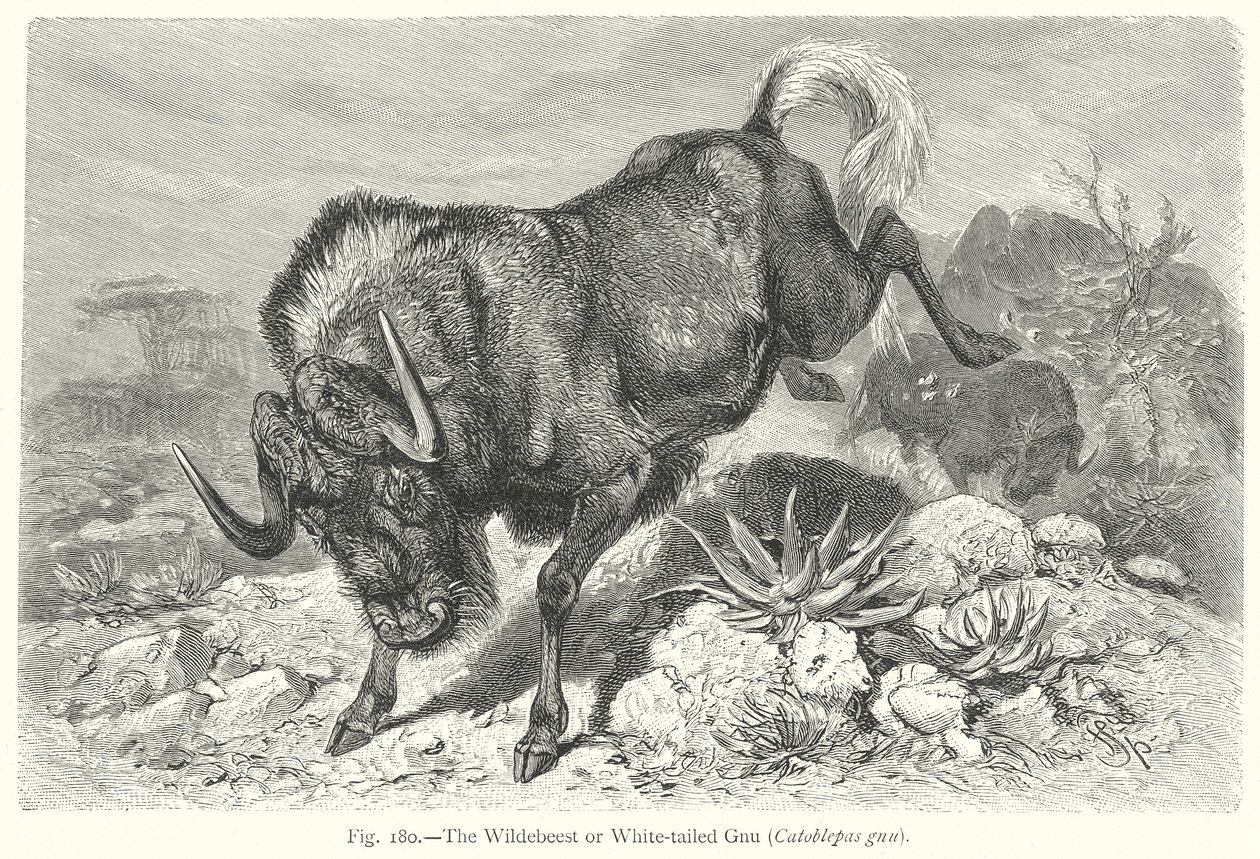 Le gnou à queue blanche (Catoblepas Gnu) (gravure) - Friedrich Specht