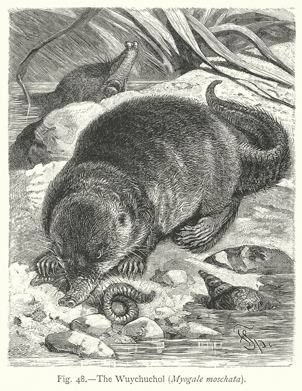 Le Wuychuchol (Myogale Moschata) (gravure) - Friedrich Specht