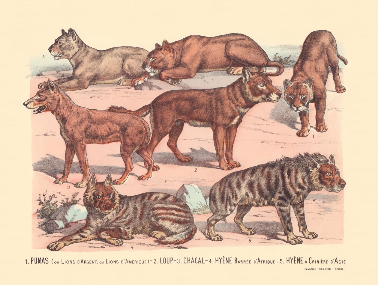 Page 13 : Pumas ou lions d