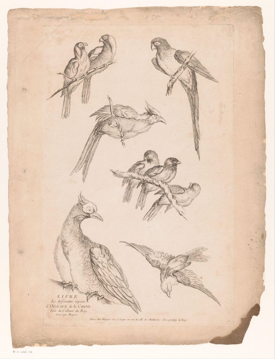 Neuf oiseaux chinois - Gabriel Huquier (attributed to)