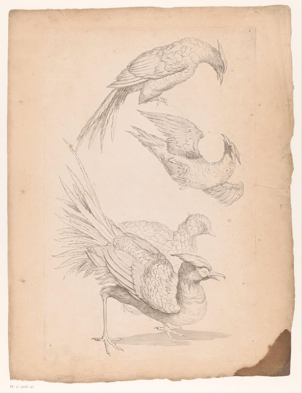 Quatre oiseaux chinois, peut-être des oiseaux de paradis
Différents oiseaux chinois (titre de la série)
Livre des différentes espèces d
