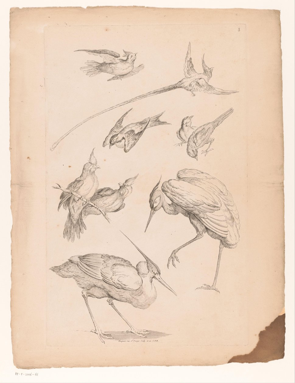 Neuf oiseaux chinois, dont un héron et peut-être des oiseaux de paradis - Gabriel Huquier