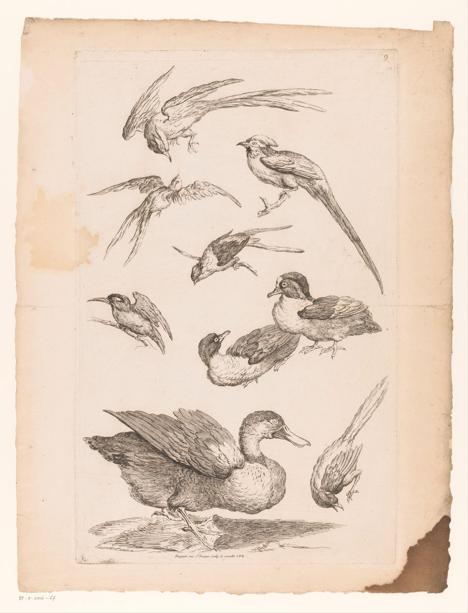 Neuf oiseaux chinois, y compris des canards, un martin-pêcheur et peut-être des oiseaux de paradis (série Différents oiseaux chinois, Livre des différentes espèces d