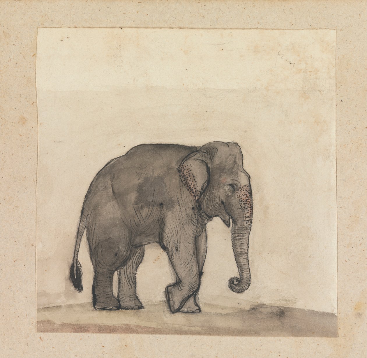 Éléphant - Gangaram Chintaman Tambat