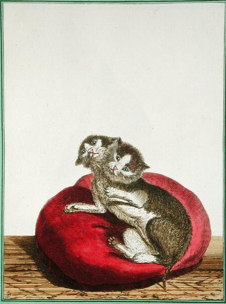 Chat à deux têtes - Genevieve Regnault de Nangis