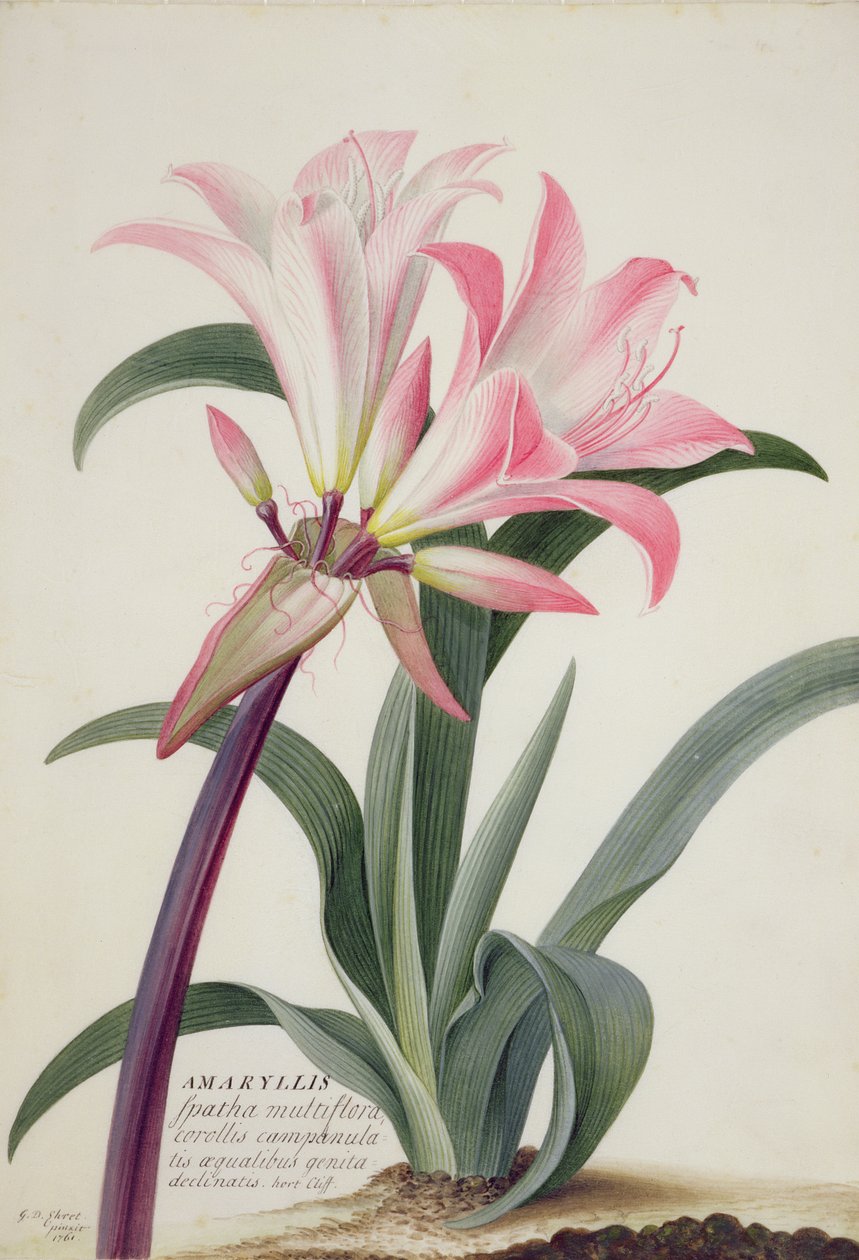 Amaryllis Belladonna, 1761 - Georg Dionysius Ehret