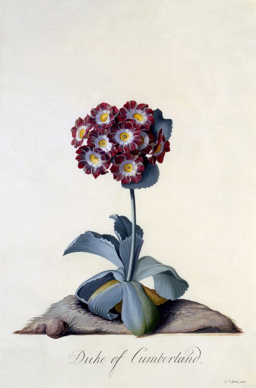 Auricula Duc de Cumberland c.1743 - Georg Dionysius Ehret