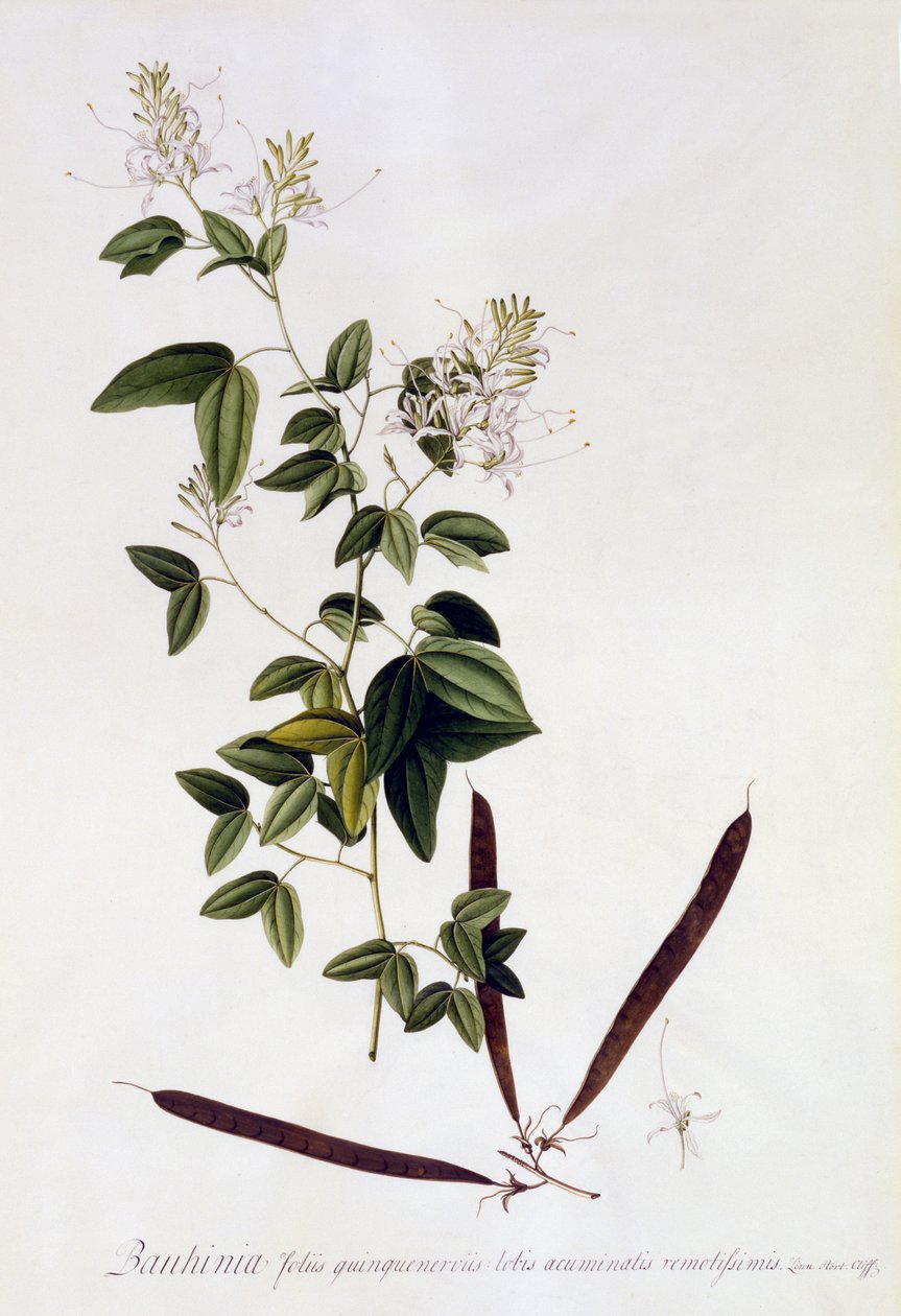 Bauhinia, c.1745 - Georg Dionysius Ehret
