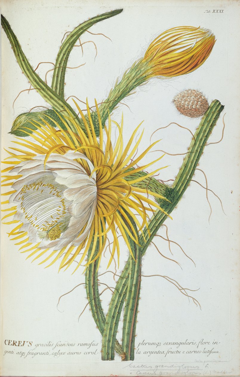 Cactus : Cereus, de 